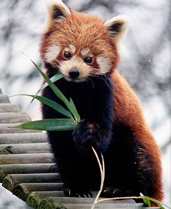 250px Ailurus fulgens RoterPanda LesserPanda