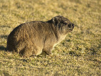 200px Procavia capensis